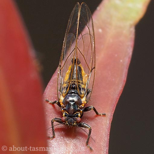 Triozidae, Schedotrioza sp., Tasmania