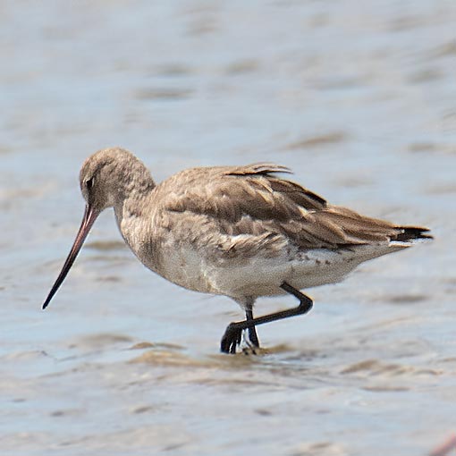 Hudsonian godwit, Limosa haemastica, Tasmania