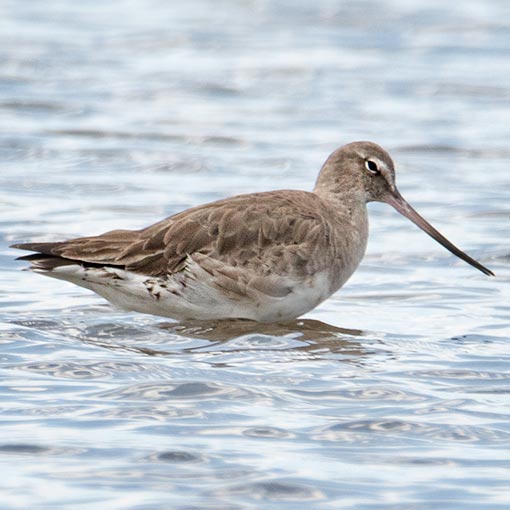 Hudsonian godwit, Limosa haemastica, Tasmania