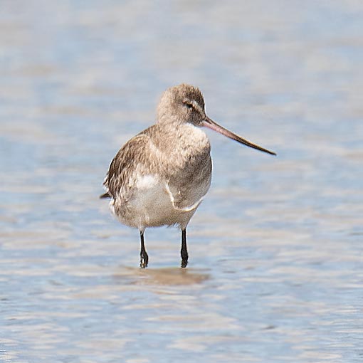 Hudsonian godwit, Limosa haemastica, Tasmania