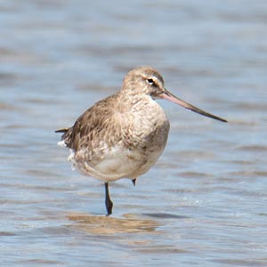 Hudsonian godwit