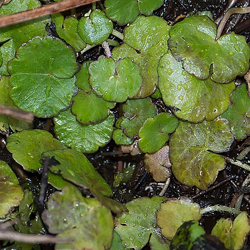 Hydrocotyle pterocarpa, Tasmania