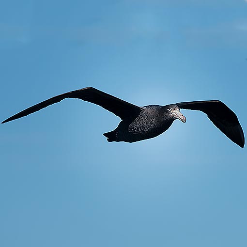 Northern Giant Petrel, Macronectes halli, Tasmania