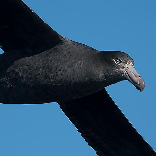 Northern Giant Petrel, Macronectes halli, Tasmania