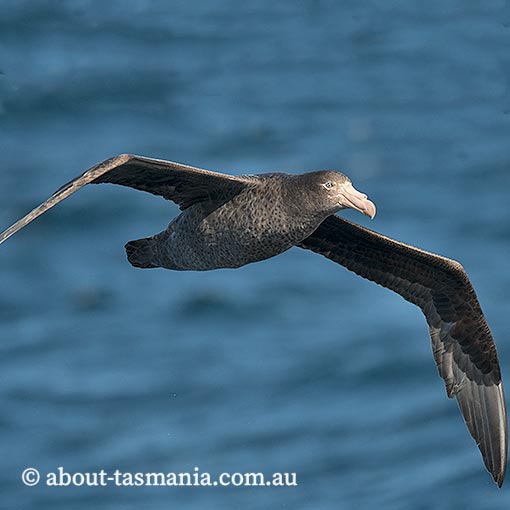 Northern Giant Petrel, Macronectes halli, Tasmania