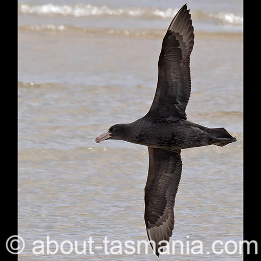 Northern Giant Petrel, Macronectes halli, Tasmania