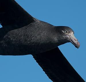 Northern Giant Petrel