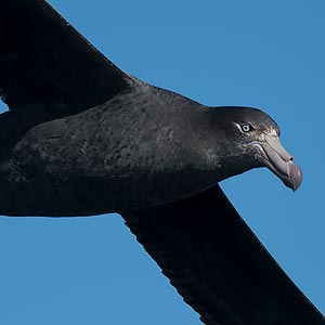 Northern Giant Petrel