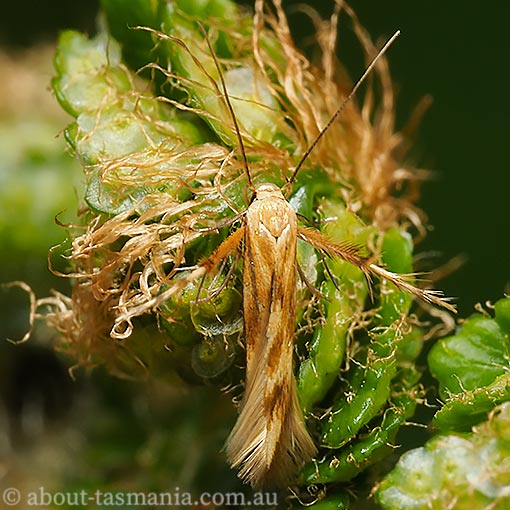 Calicotis steropodes, Pachyrhabda steropodes, Stathmopodidae, moth, Tasmania