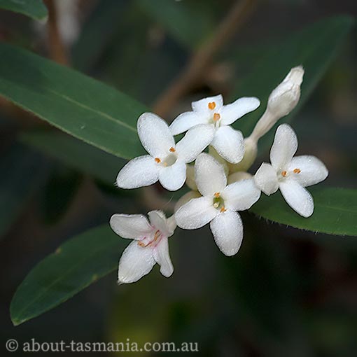 Pimelea drupacea, Tasmania, flora