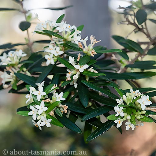 Pimelea drupacea, Tasmania, flora