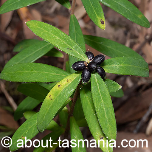 Pimelea drupacea, Tasmania, flora