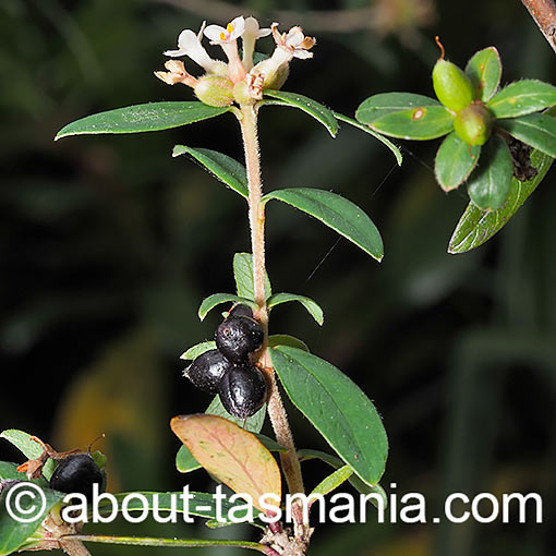 Pimelea drupacea, Tasmania, flora