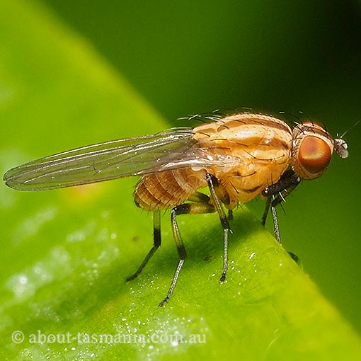 Sapromyza sp., Lauxaniidae, fly, Tasmania