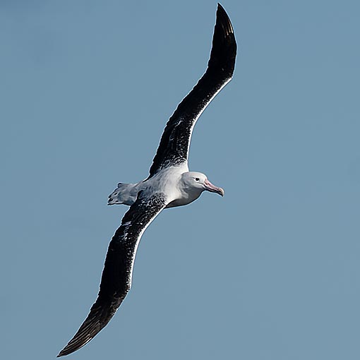 Southern Royal Albatross, Diomedea epomophora