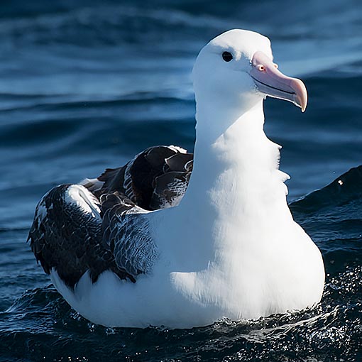 Southern Royal Albatross, Diomedea epomophora