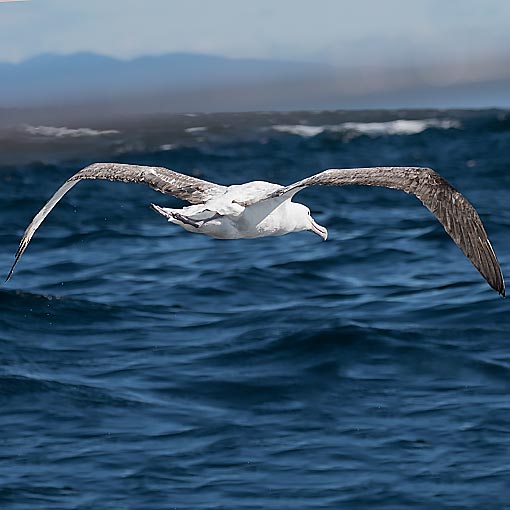 Southern Royal Albatross, Diomedea epomophora