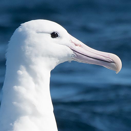 Southern Royal Albatross, Diomedea epomophora