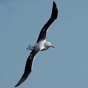 Southern Royal Albatross