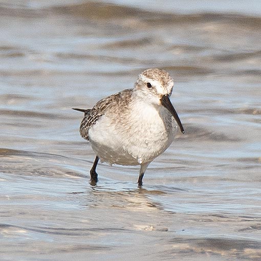 Curlew Sandpiper | About Tasmania