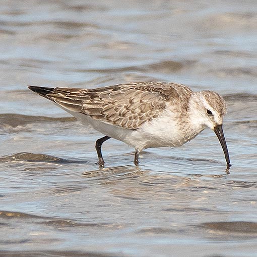 Curlew Sandpiper, Calidris ferruginea, Tasmania