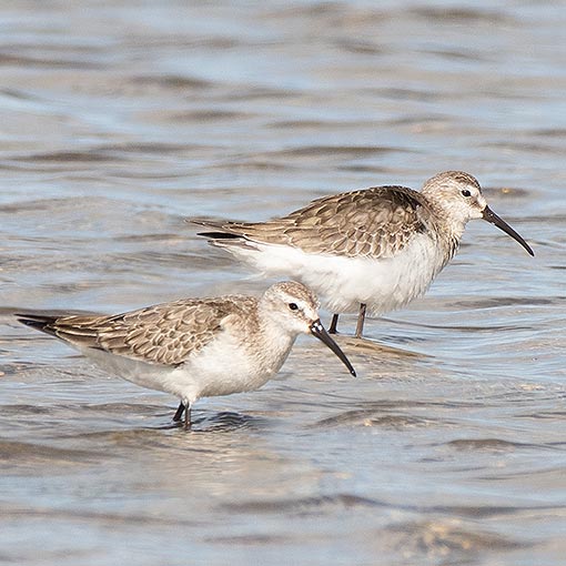 Curlew Sandpiper, Calidris ferruginea, Tasmania