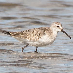 Curlew Sandpiper