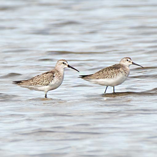Curlew Sandpiper, Calidris ferruginea, Tasmania