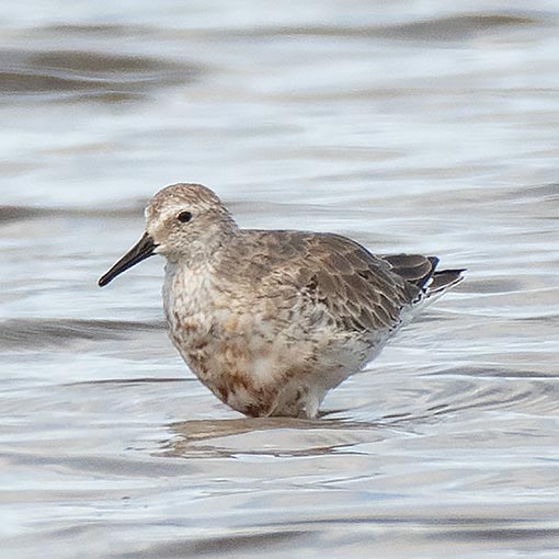 Red Knot, Calidris canutus, Tasmania