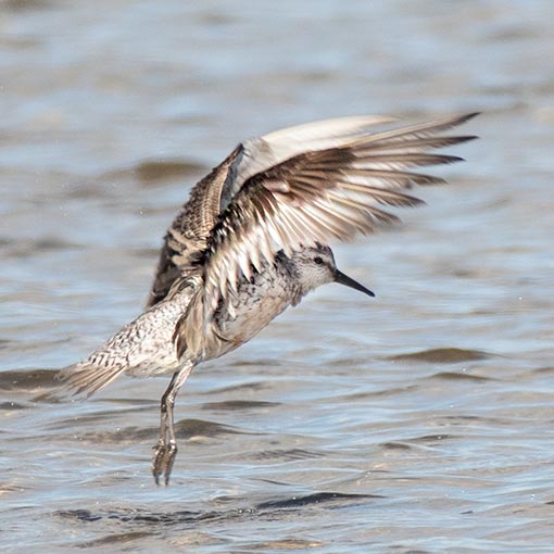 Red Knot, Calidris canutus, Tasmania