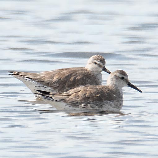 Red Knot, Calidris canutus, Tasmania