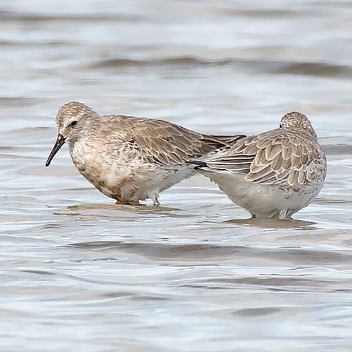 Red Knot, Calidris canutus, Tasmania