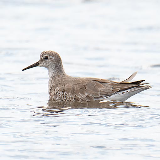 Red Knot, Calidris canutus, Tasmania