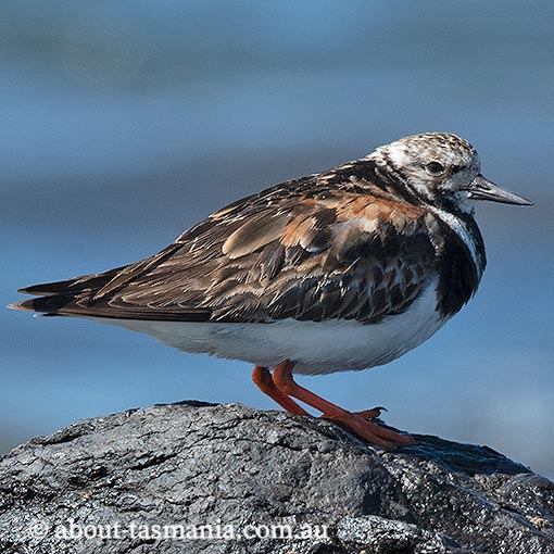 Ruddy Turnstone, Arenaria interpres, Tasmania