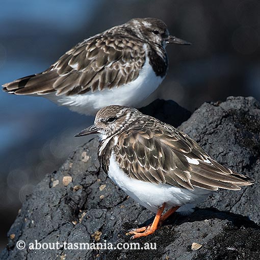 Ruddy Turnstone, Arenaria interpres, Tasmania