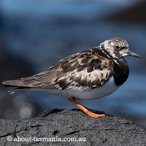 Ruddy Turnstone, Arenaria interpres, Tasmania