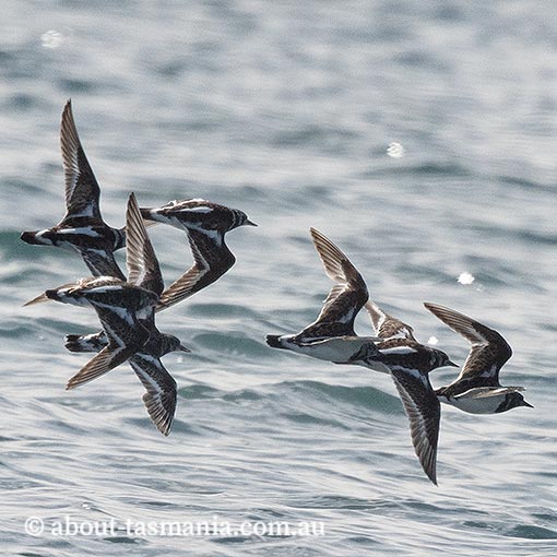 Ruddy Turnstone, Arenaria interpres, Tasmania