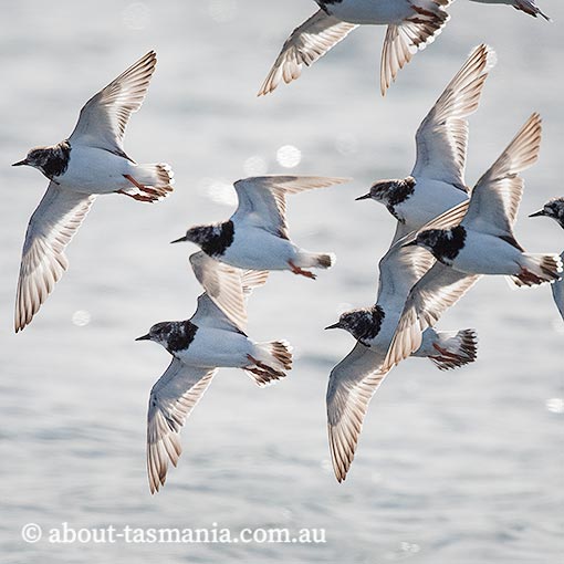 Ruddy Turnstone, Arenaria interpres, Tasmania
