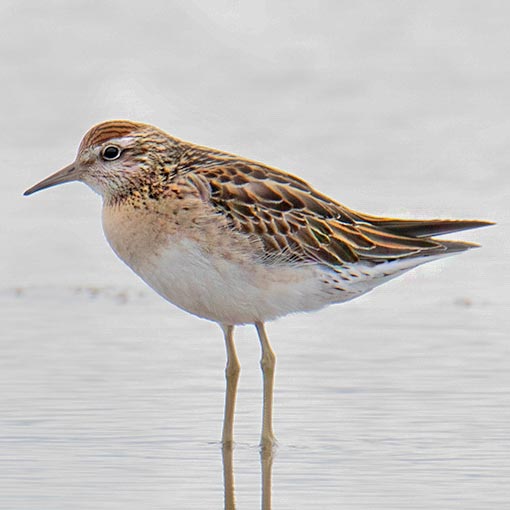 Sharp-tailed Sandpiper, Calidris acuminata, Tasmania