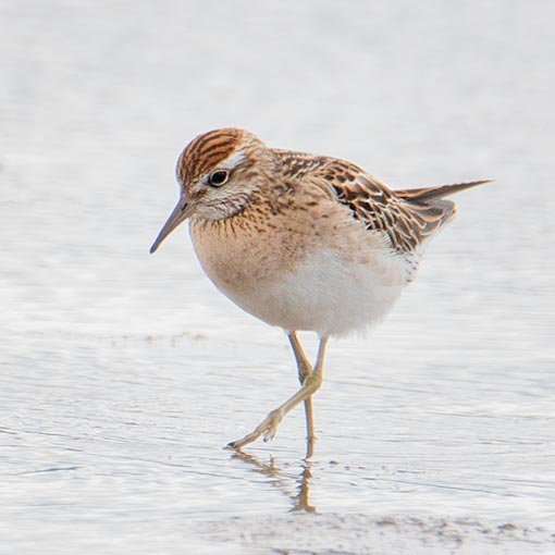 Sharp-tailed Sandpiper, Calidris acuminata, Tasmania
