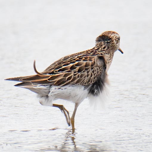 Sharp-tailed Sandpiper, Calidris acuminata, Tasmania