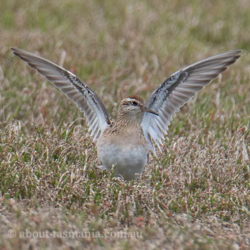 Sharp-tailed Sandpiper, Calidris acuminata, Tasmania
