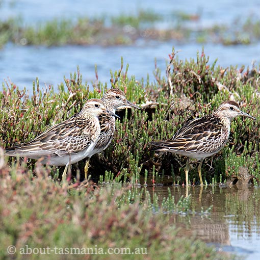 Sharp-tailed Sandpiper, Calidris acuminata, Tasmania