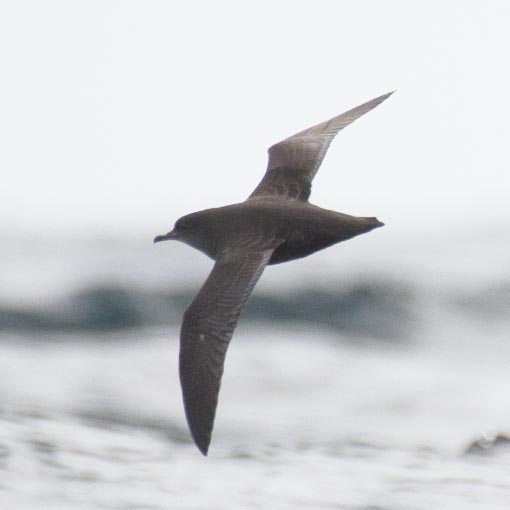 Short-tailed Shearwater, Puffinus tenuirostris, Tasmania