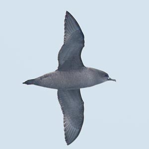 Short-tailed Shearwater
