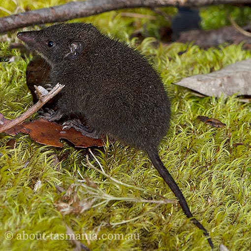 Dusky antechinus, Tasmania