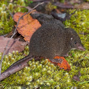 Tasmanian Dusky Antechinus