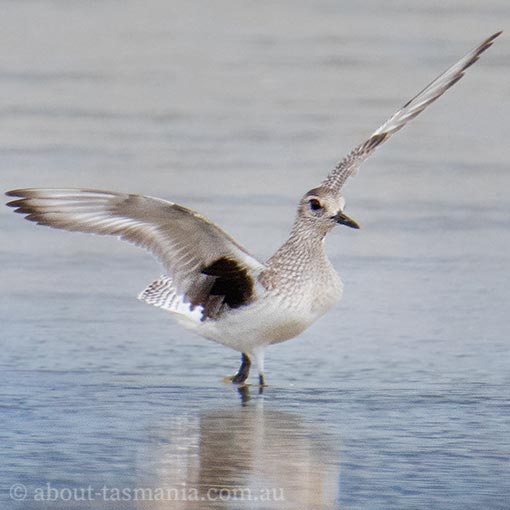 Grey Plover, Pluvialis squatarola, Tasmania