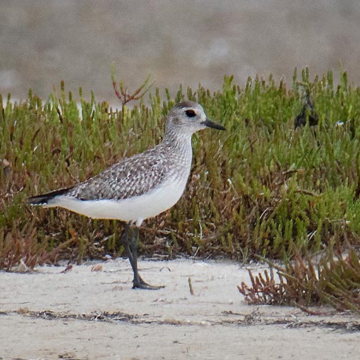 Grey Plover, Pluvialis squatarola, Tasmania