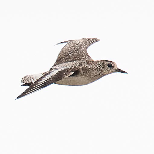 Grey Plover, Pluvialis squatarola, Tasmania